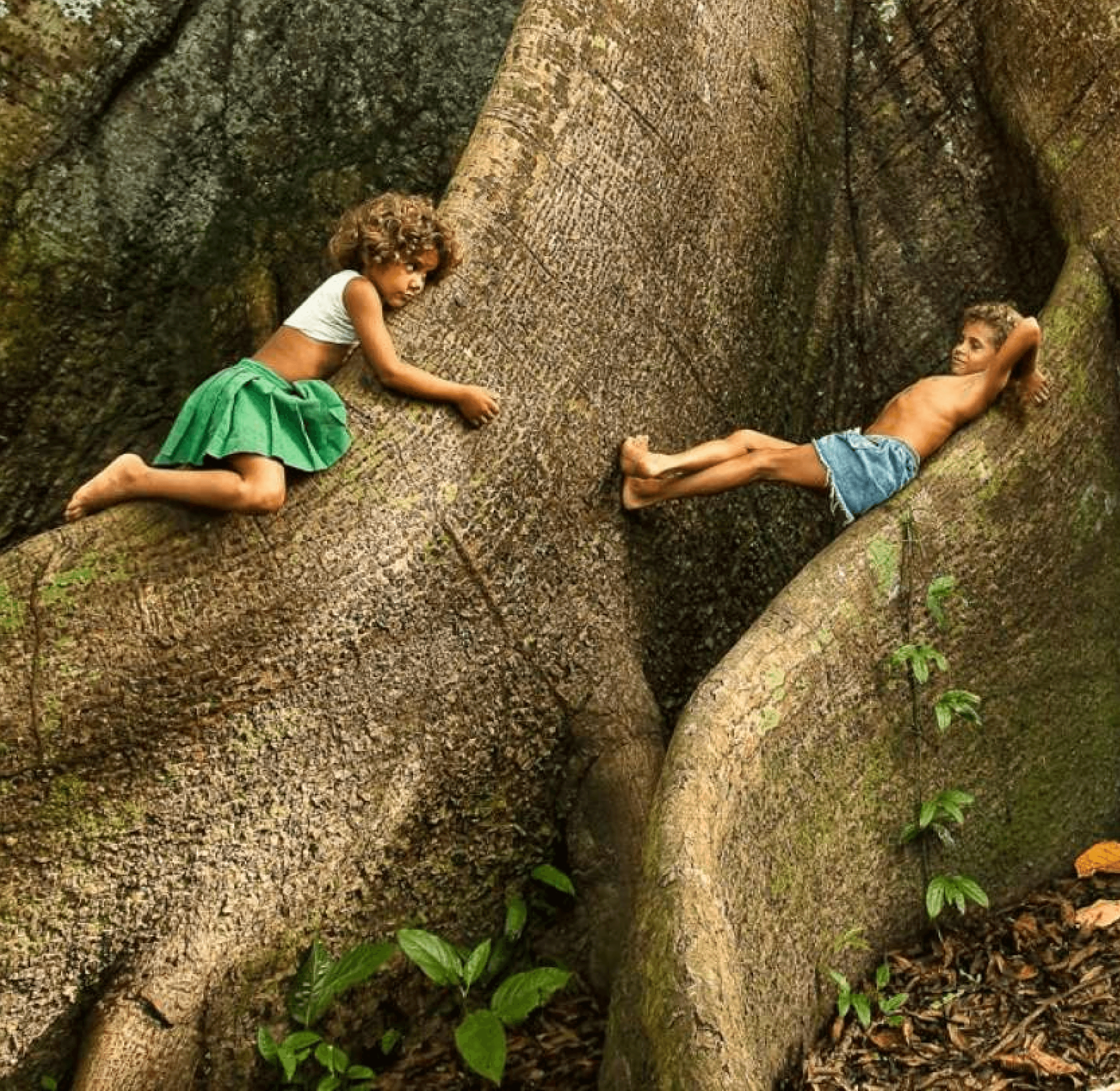 Two children playing on the roots of a large tree in the forest.